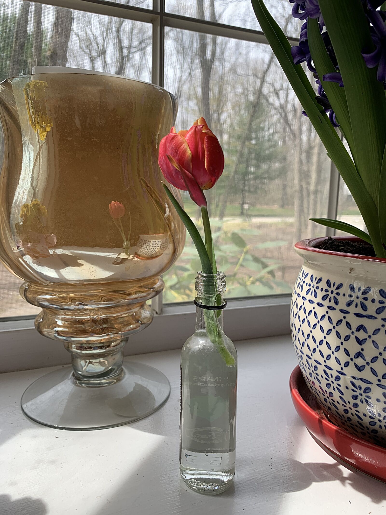Apple iPhone XR sample photo. Tulip in glass, tulip photography