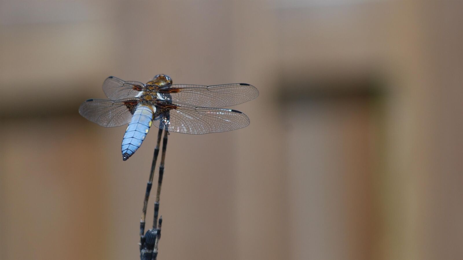 Nikon D80 sample photo. Dragonfly, insects, nature photography