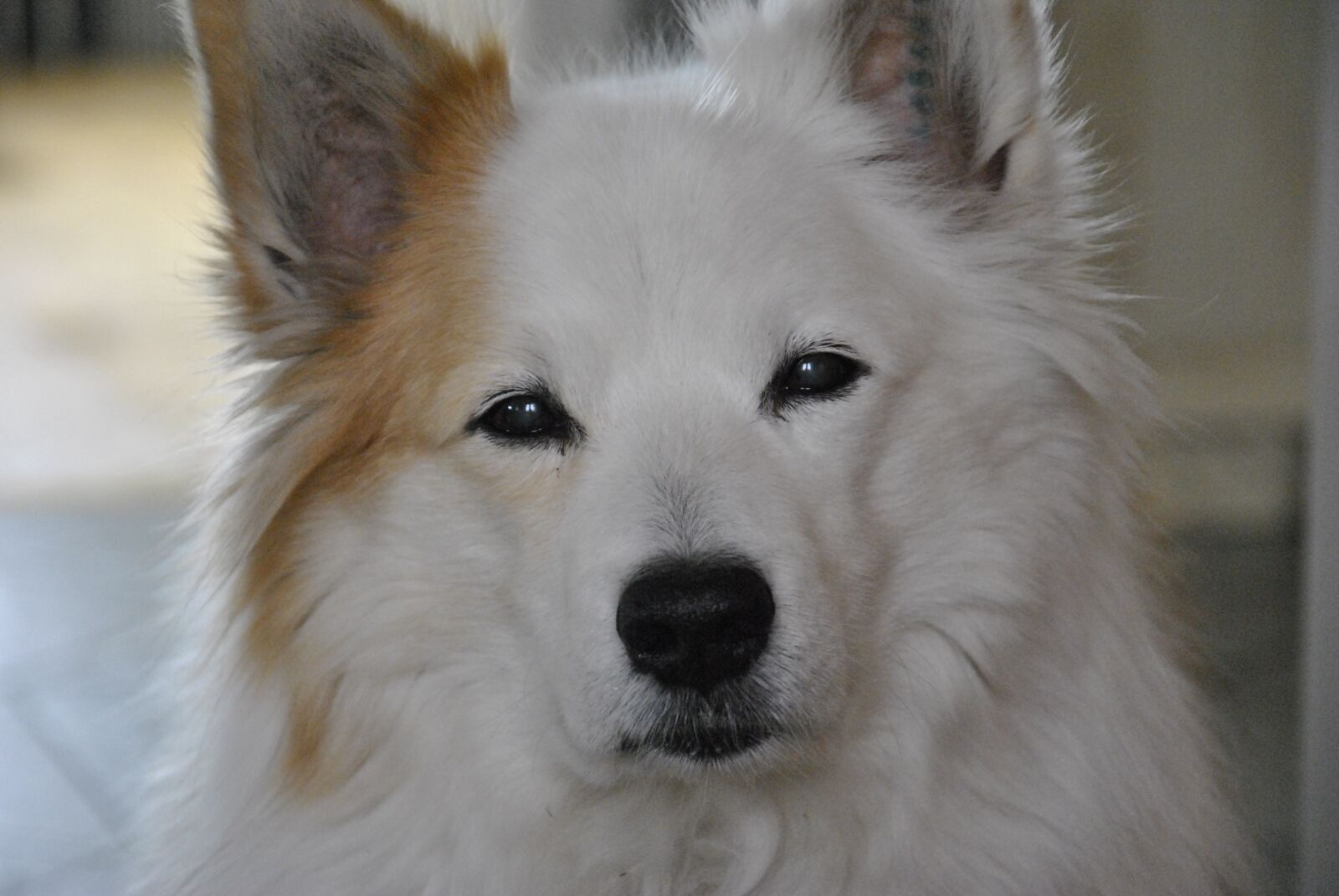 Nikon D3000 sample photo. Icelandic lace, dog, race photography