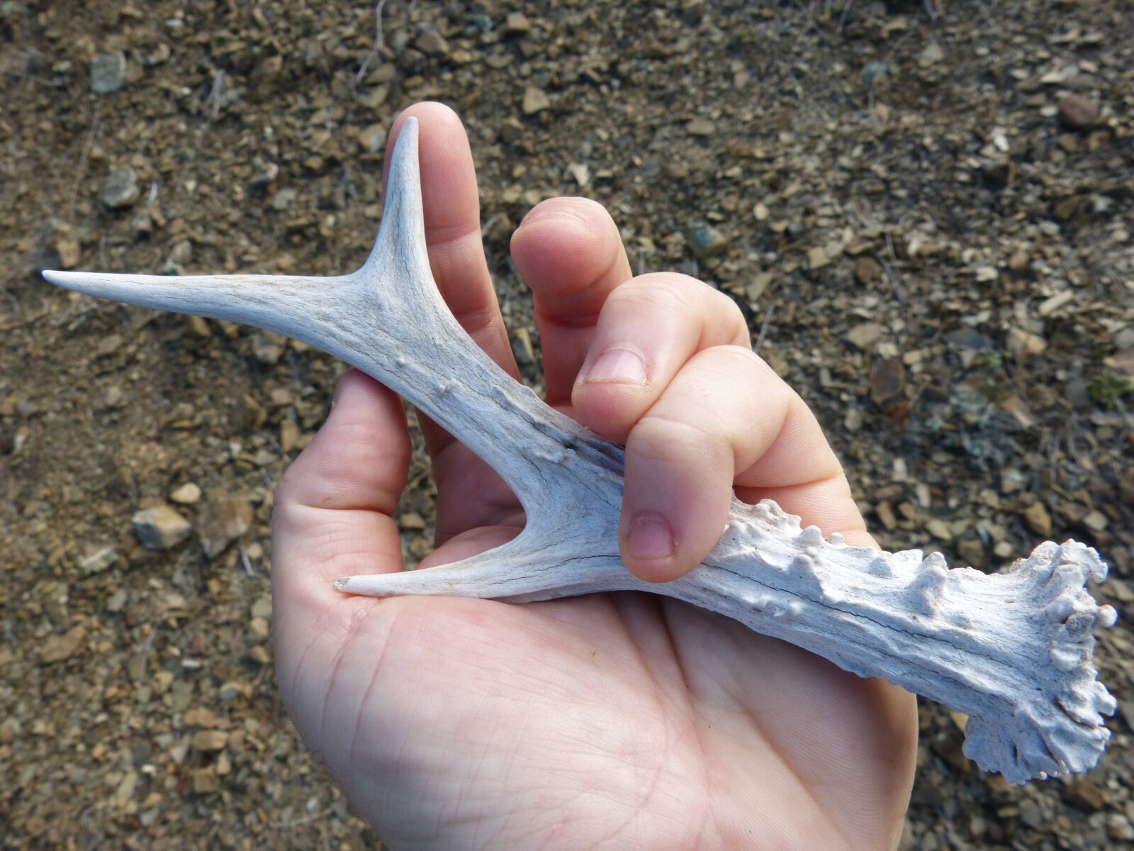 Panasonic DMC-FZ62 sample photo. Deer horn, roe deer photography
