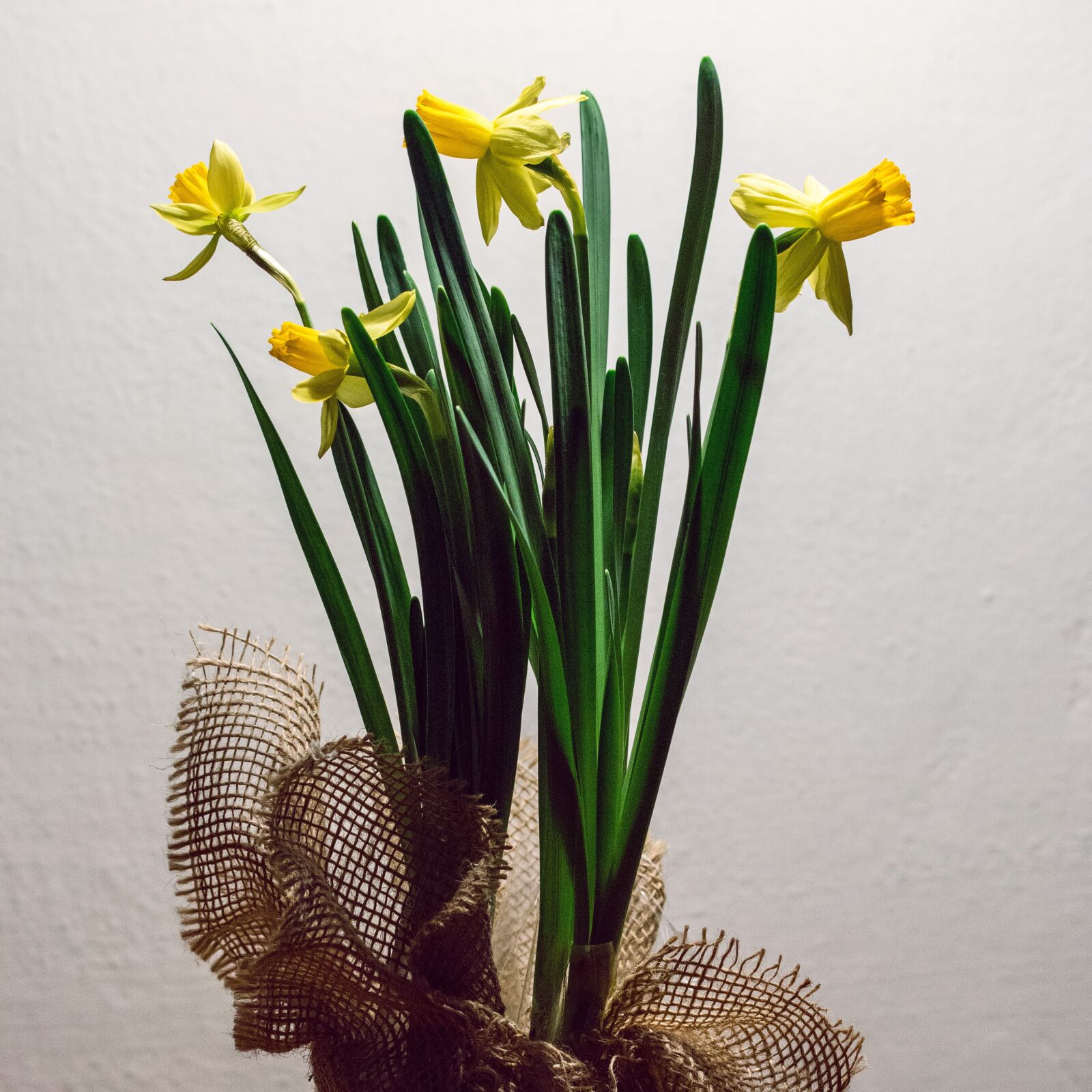 Canon EOS 70D sample photo. The narcissist, yellow, flower photography