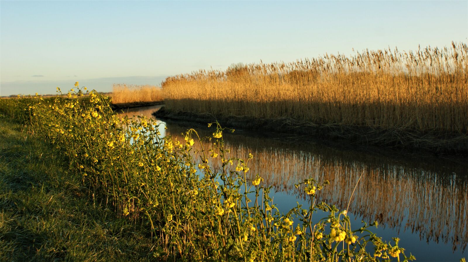 Sony Alpha DSLR-A350 sample photo. Rapeseed, reed, sunrise photography
