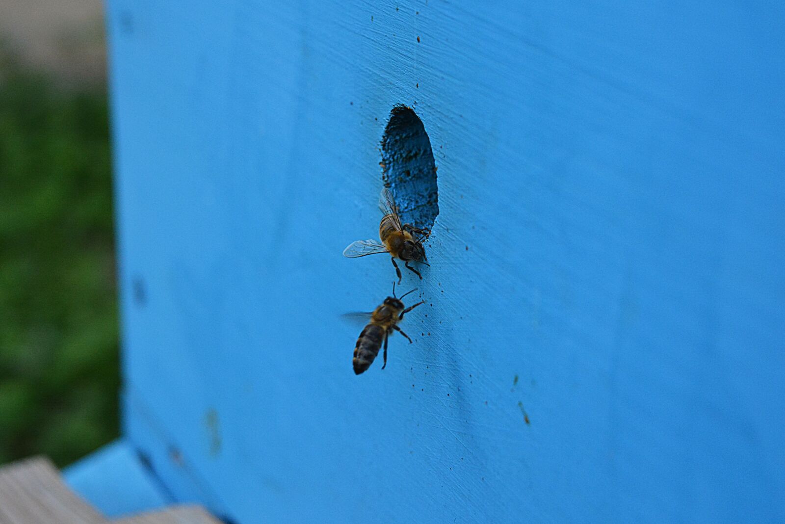 Nikon D5200 sample photo. Apis, insect, nature photography
