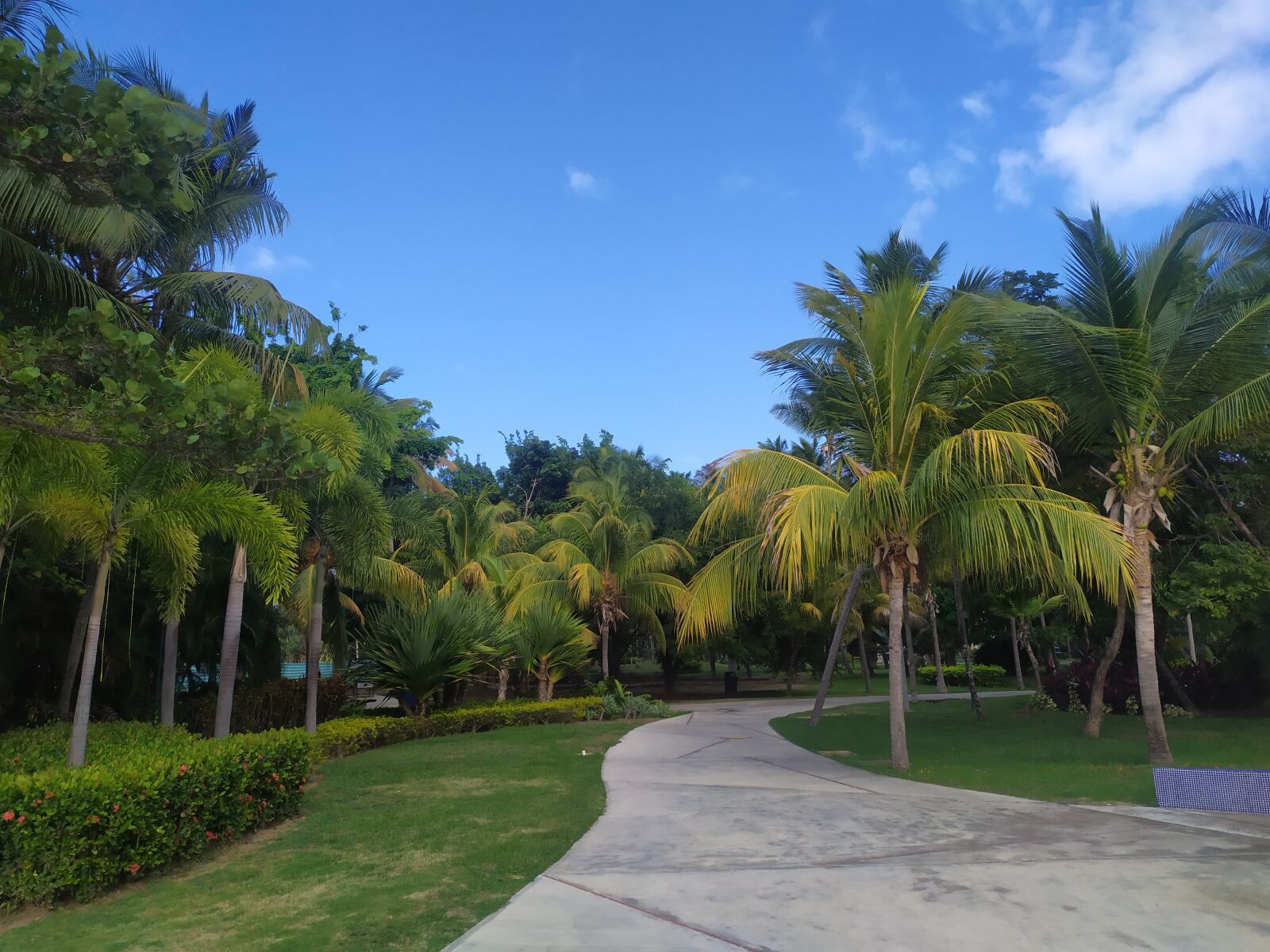 Xiaomi Redmi Note 7 sample photo. Garden, plants, flowers photography