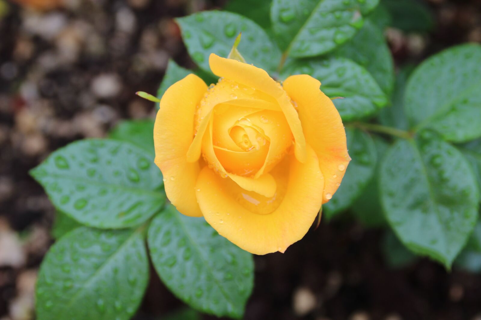 Canon EOS 600D (Rebel EOS T3i / EOS Kiss X5) sample photo. Rosa, yellow, flower photography