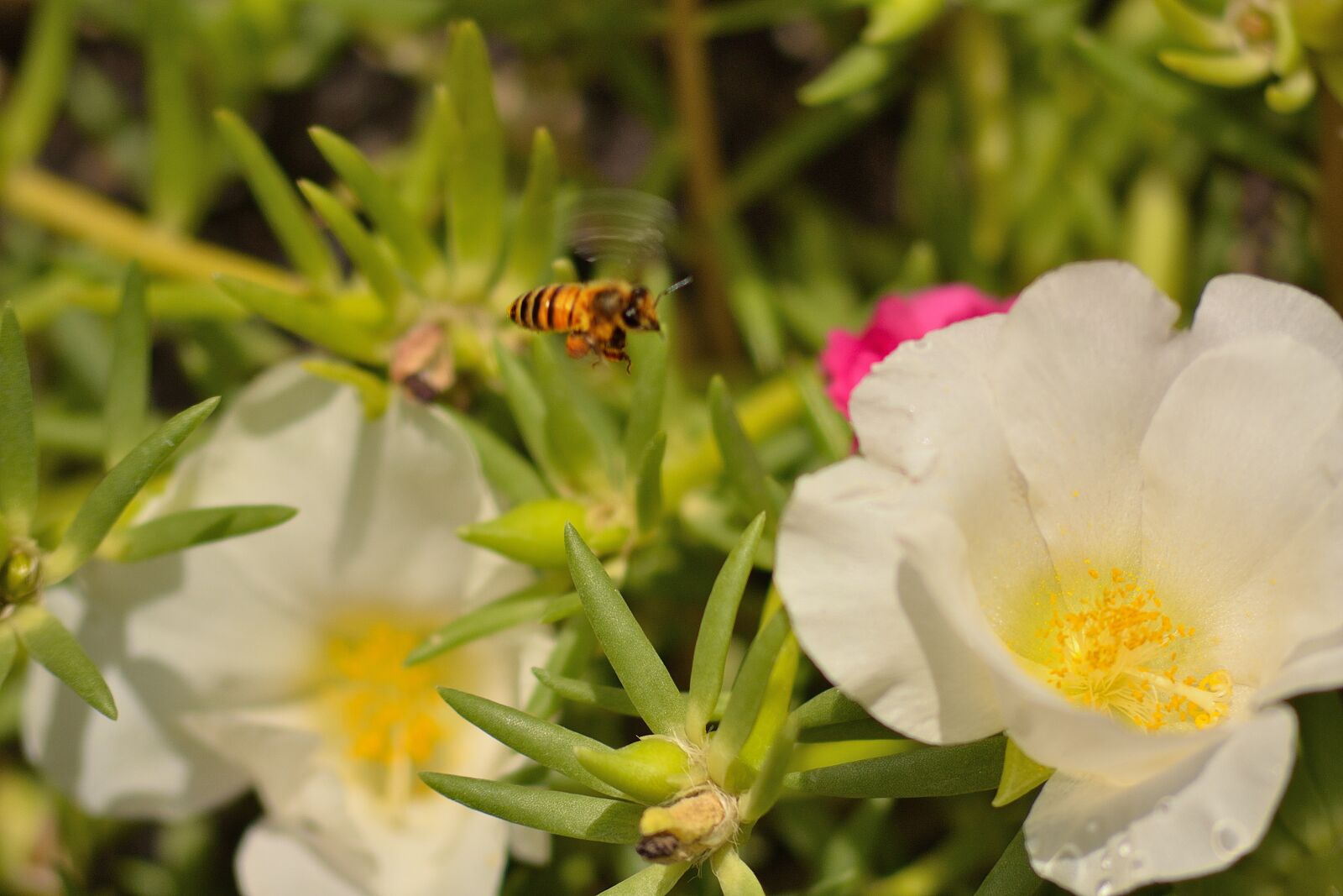 Nikon D3100 sample photo. Bee, insects, pollination photography