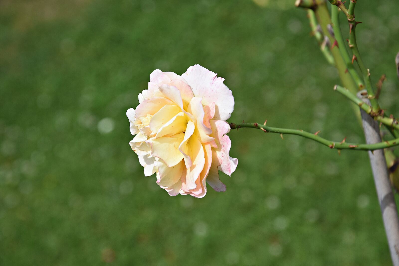 Nikon D3400 sample photo. Rose, bright yellow, yellow photography