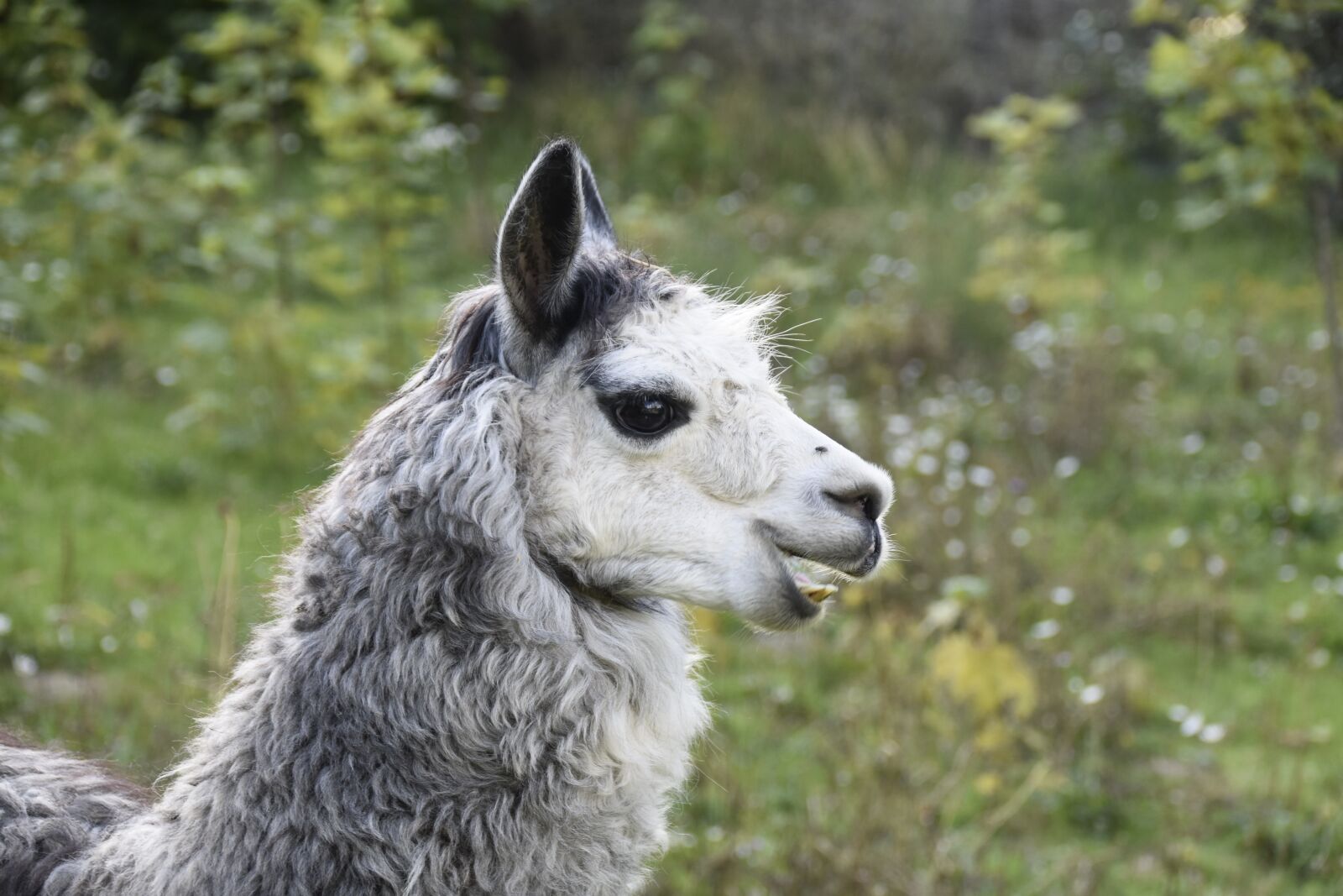 Nikon D5600 sample photo. Alpaca, portrait alpaca, wool photography