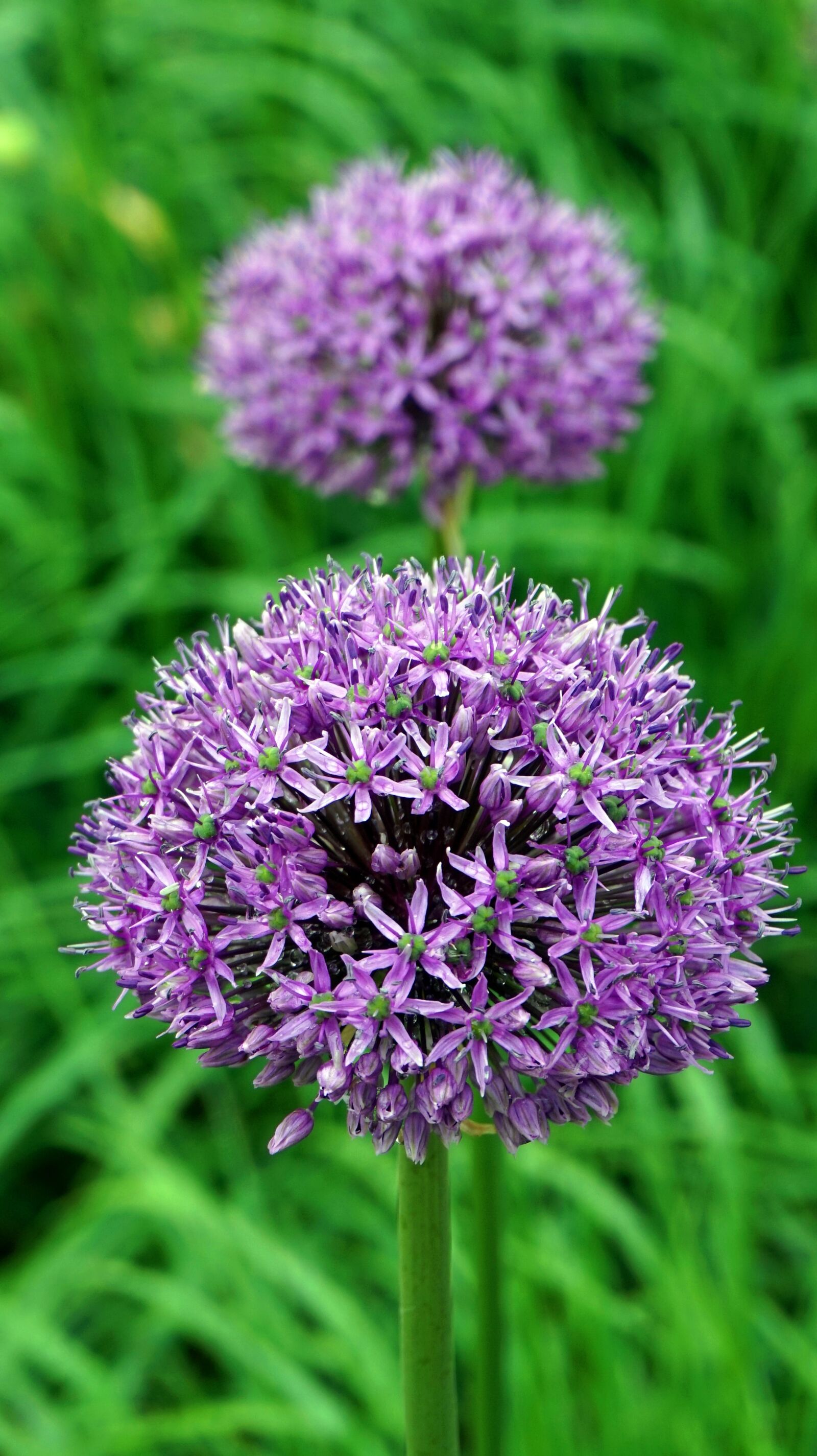 Sony E 16-50mm F3.5-5.6 PZ OSS sample photo. Allium, ornamental onion, blossom photography