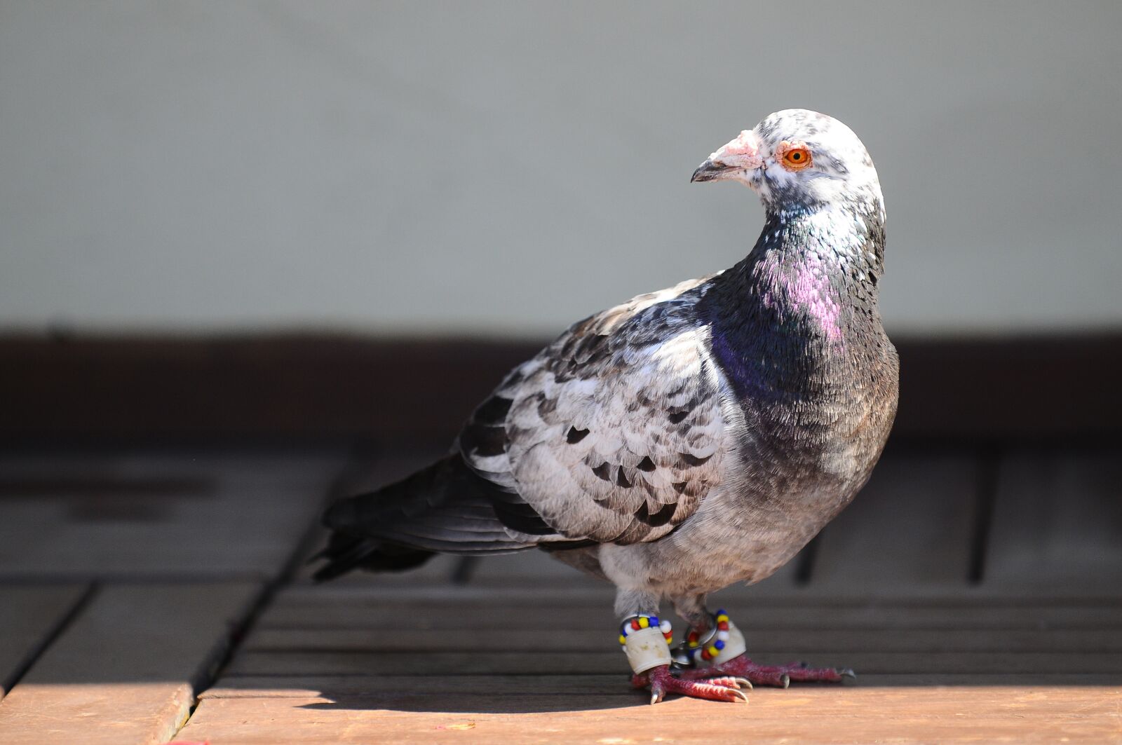 Nikon D300 sample photo. Pigeon, bird, animal photography