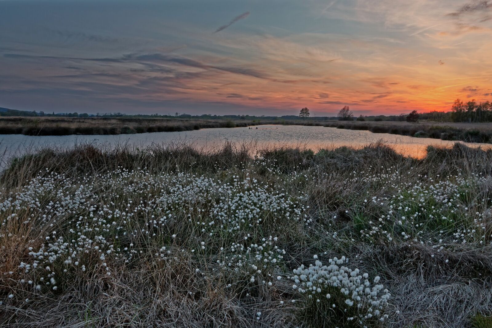 Canon EOS 40D sample photo. Moor, peat bog, moor photography