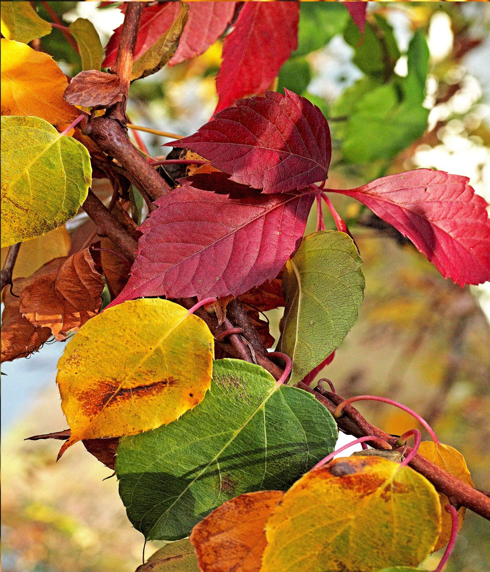 Canon EOS 5D Mark II sample photo. Foliage, colorful, autumn photography