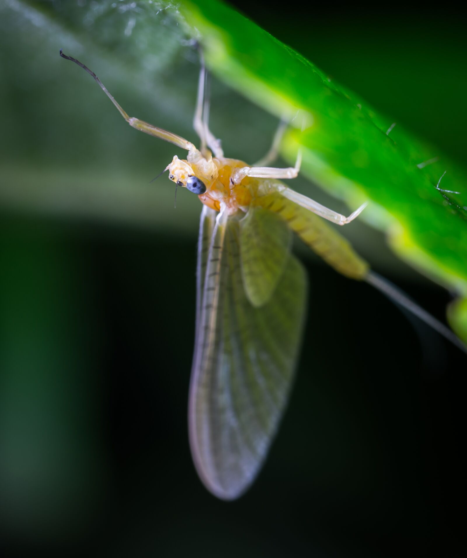 #124 65/2.8 sample photo. Insect, butterfly, wing photography