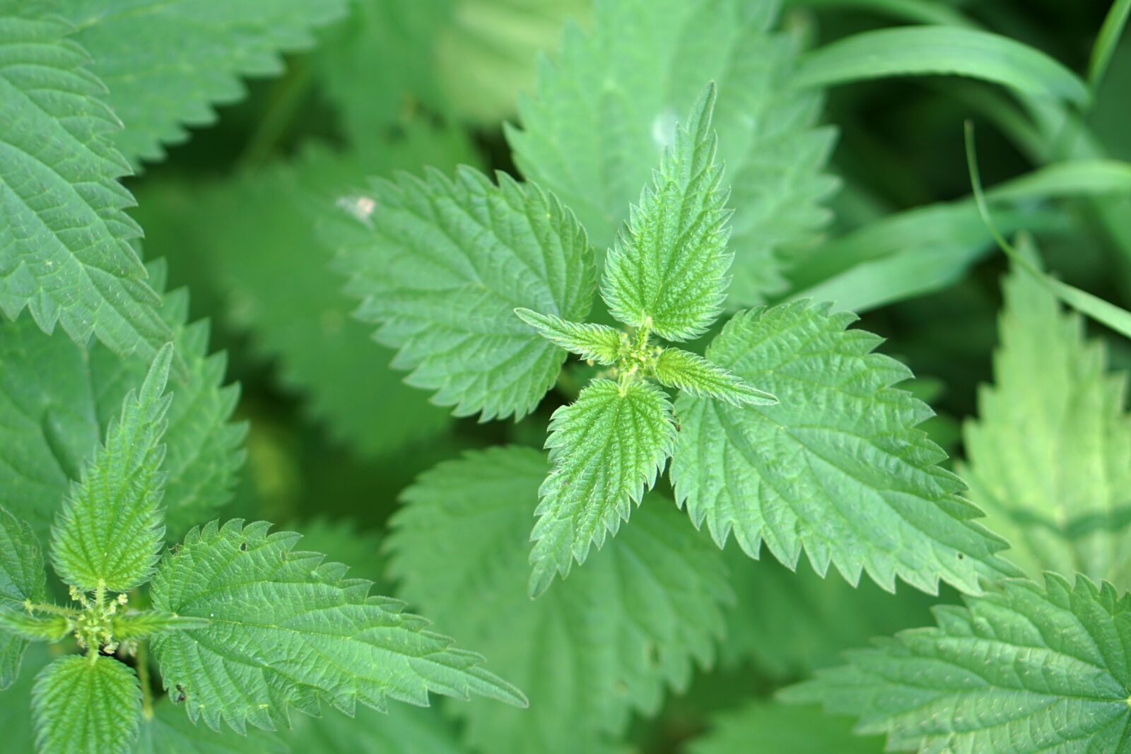 E 50mm F1.8 OSS sample photo. Stinging nettle, brennessel, plant photography