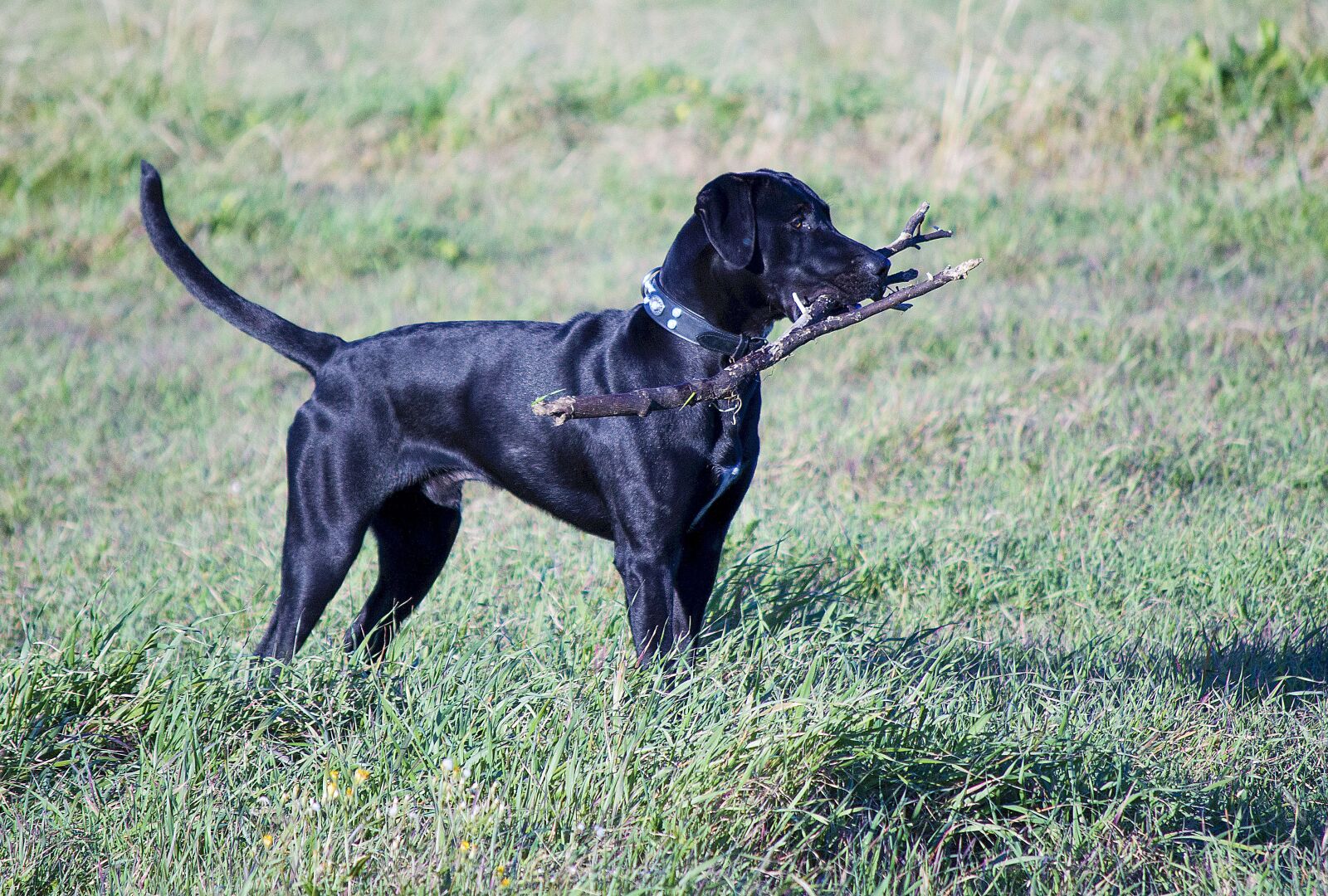 Nikon D3200 sample photo. Dog, pet, animals photography