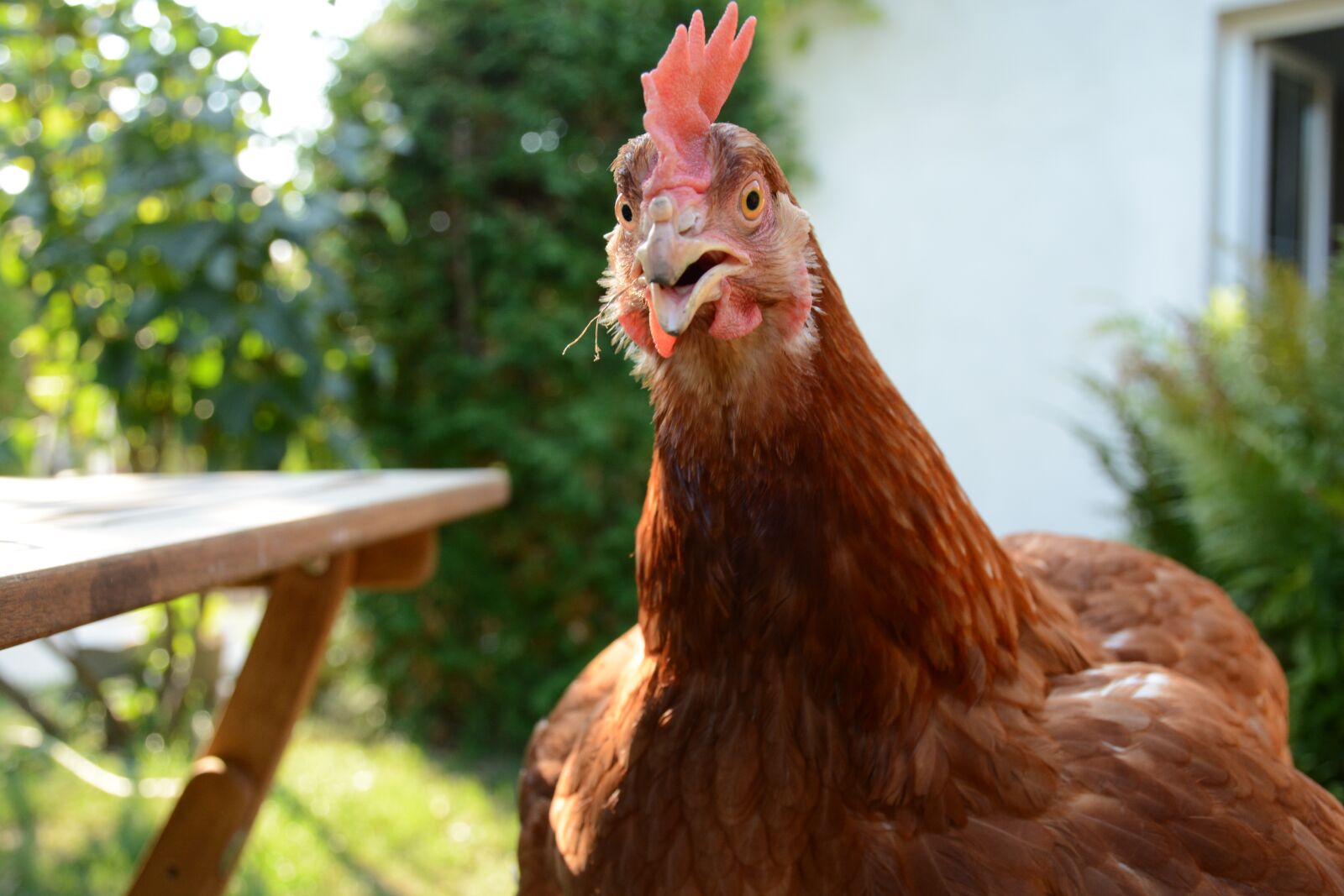 Nikon D7100 sample photo. Hen, summer, bird photography