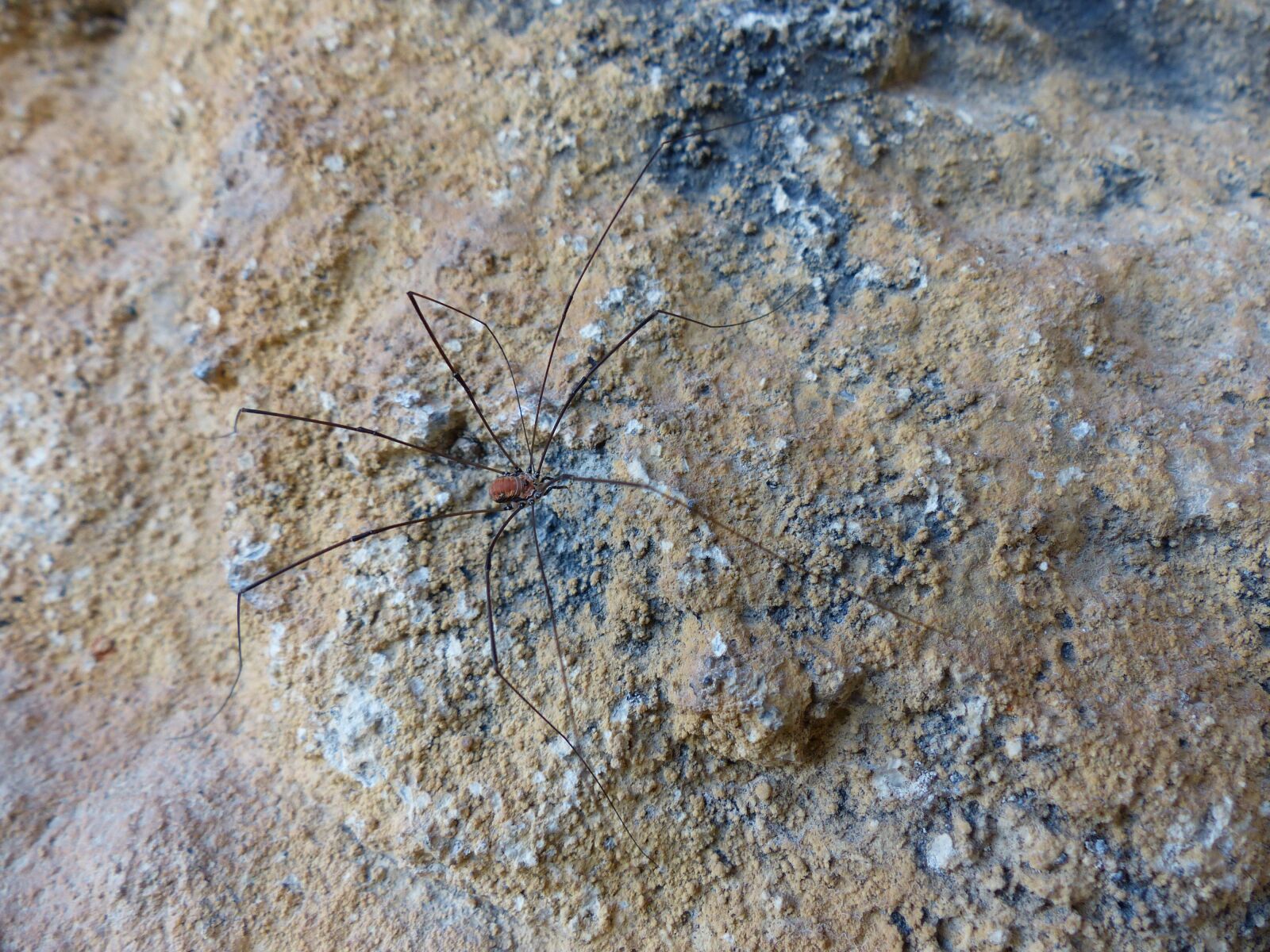 Panasonic Lumix DMC-FZ200 sample photo. Weber servant, spider, arachnid photography