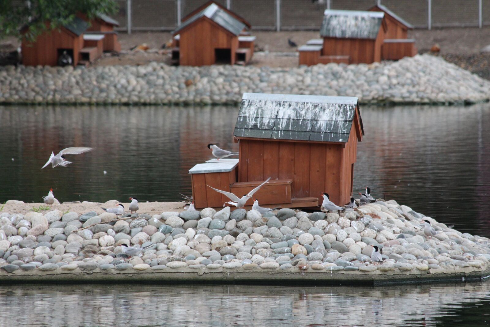 Canon EOS 650D (EOS Rebel T4i / EOS Kiss X6i) sample photo. Caspian tern, hydroprogne caspia photography