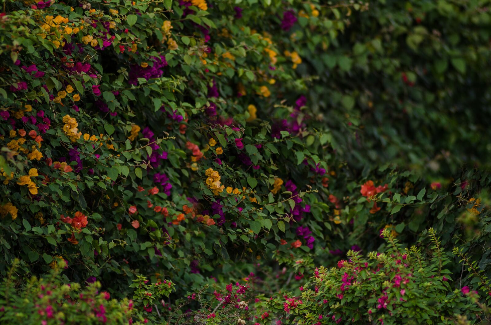 Nikon D7000 sample photo. Texture, flower, nature photography