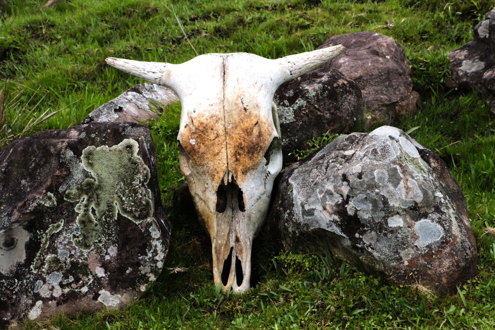 Canon EOS 70D sample photo. Bull, cow, skull photography