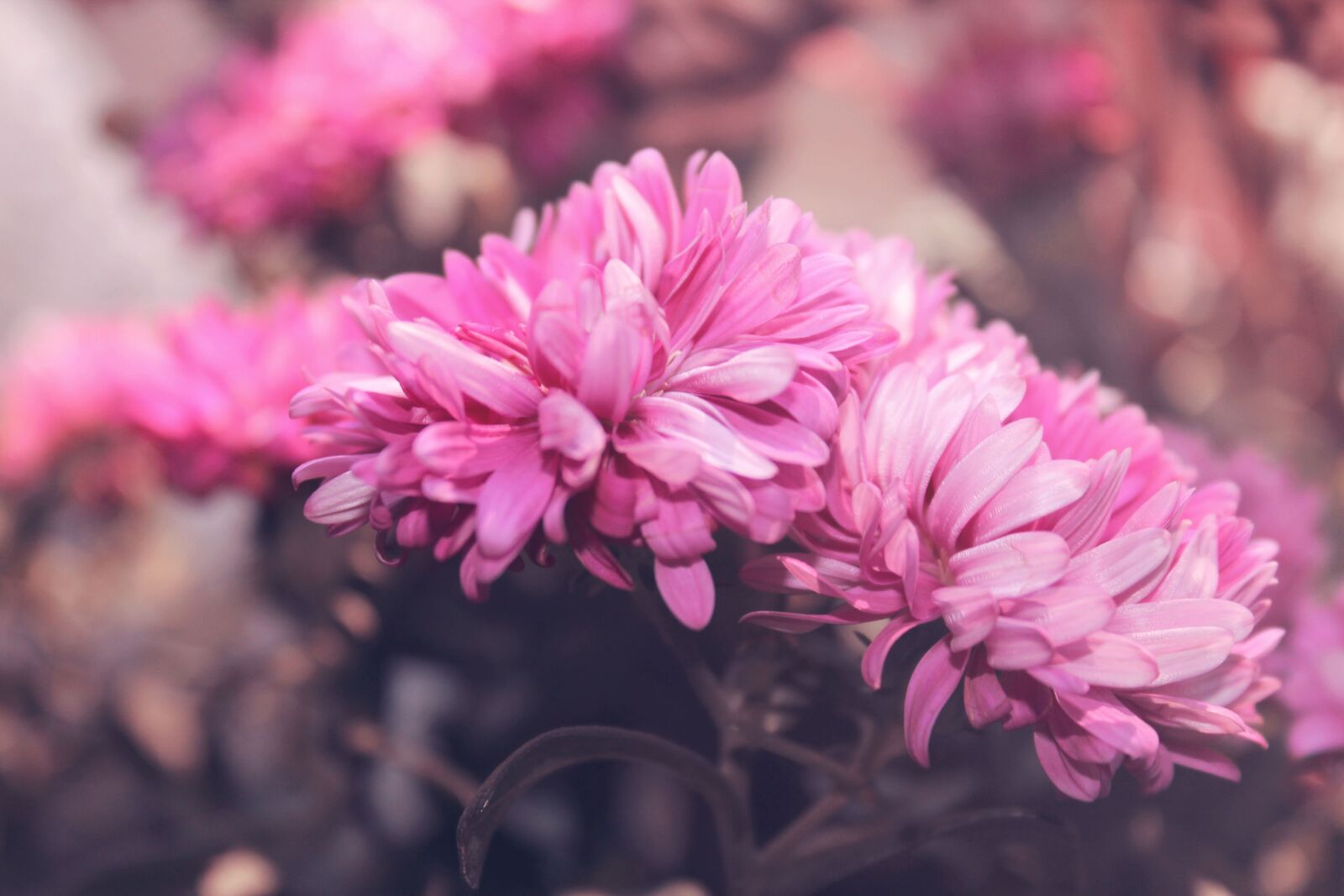 Canon EOS 600D (Rebel EOS T3i / EOS Kiss X5) sample photo. Flower, nature, plant photography