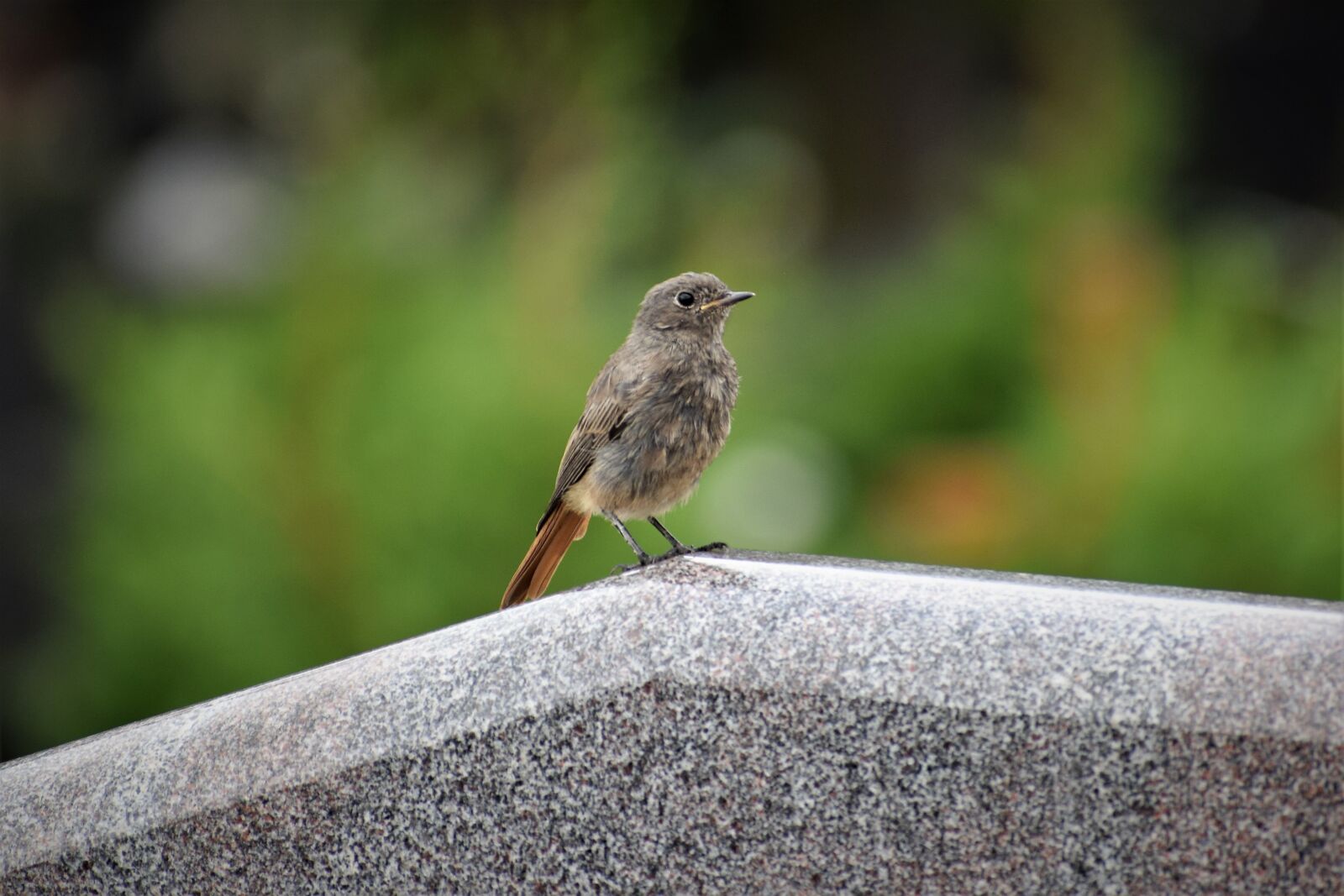Nikon D3300 sample photo. Redstart bird on gravestone photography
