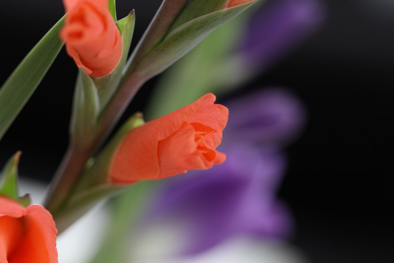 Canon EOS 7D sample photo. Red, flowers, nature photography