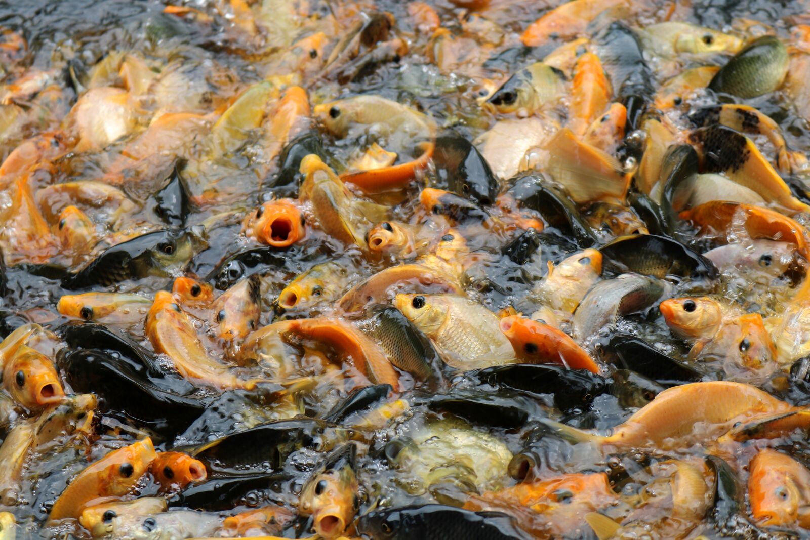 Canon EOS 750D (EOS Rebel T6i / EOS Kiss X8i) sample photo. Fish, food, nature photography