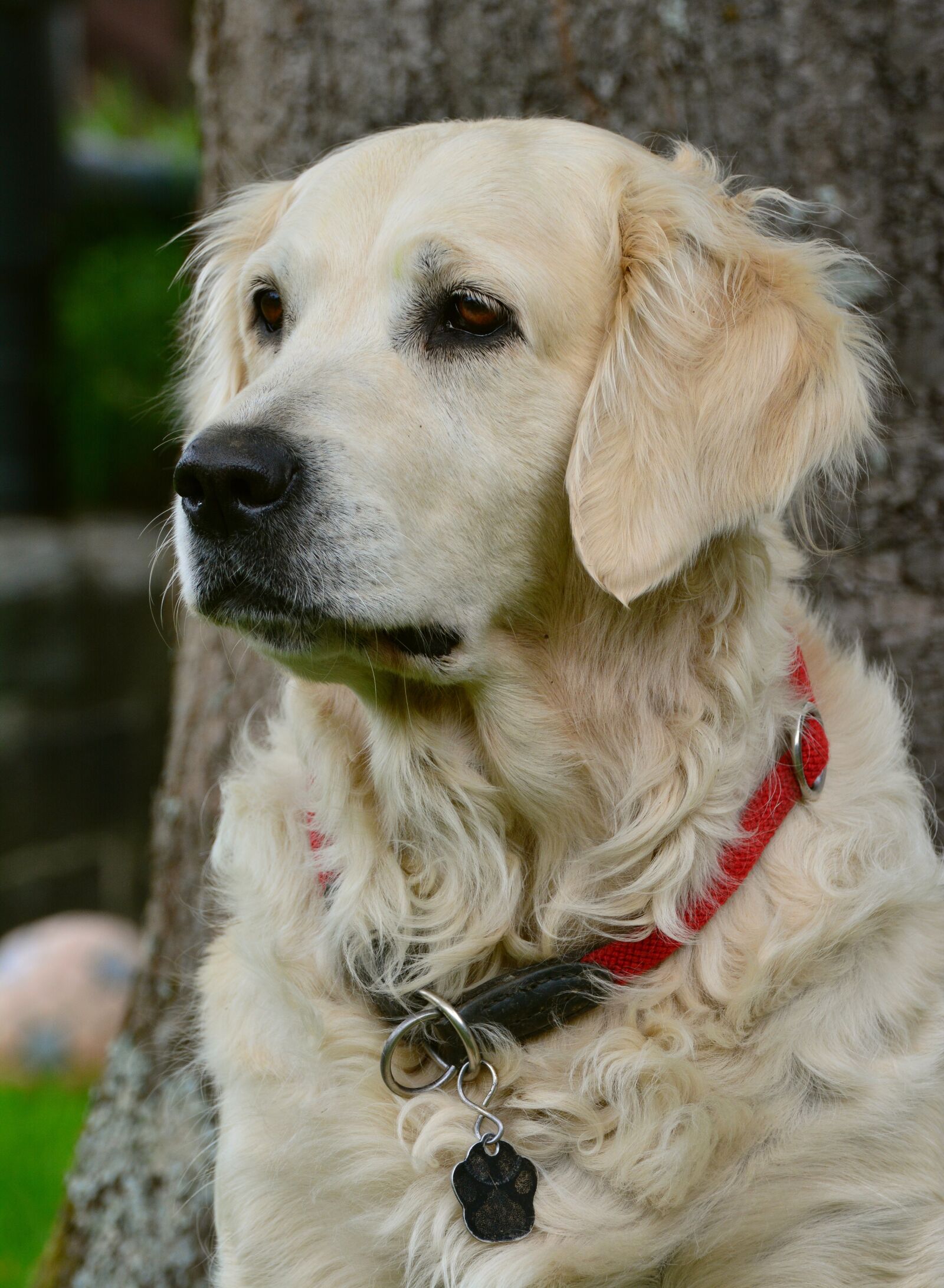 Nikon D5200 sample photo. Dog, golden retriever, bitch photography