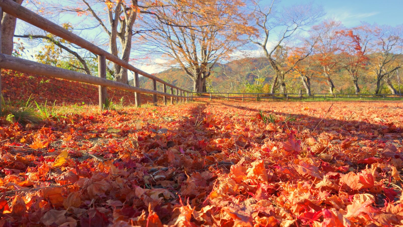 Sony Cyber-shot DSC-RX100 sample photo. Japan, autumn, autumnal leaves photography