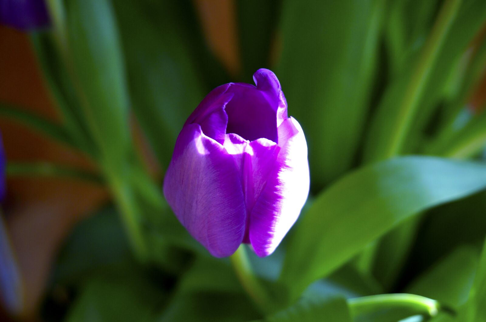 Sony Alpha NEX-3N sample photo. Nature, flower, plant photography