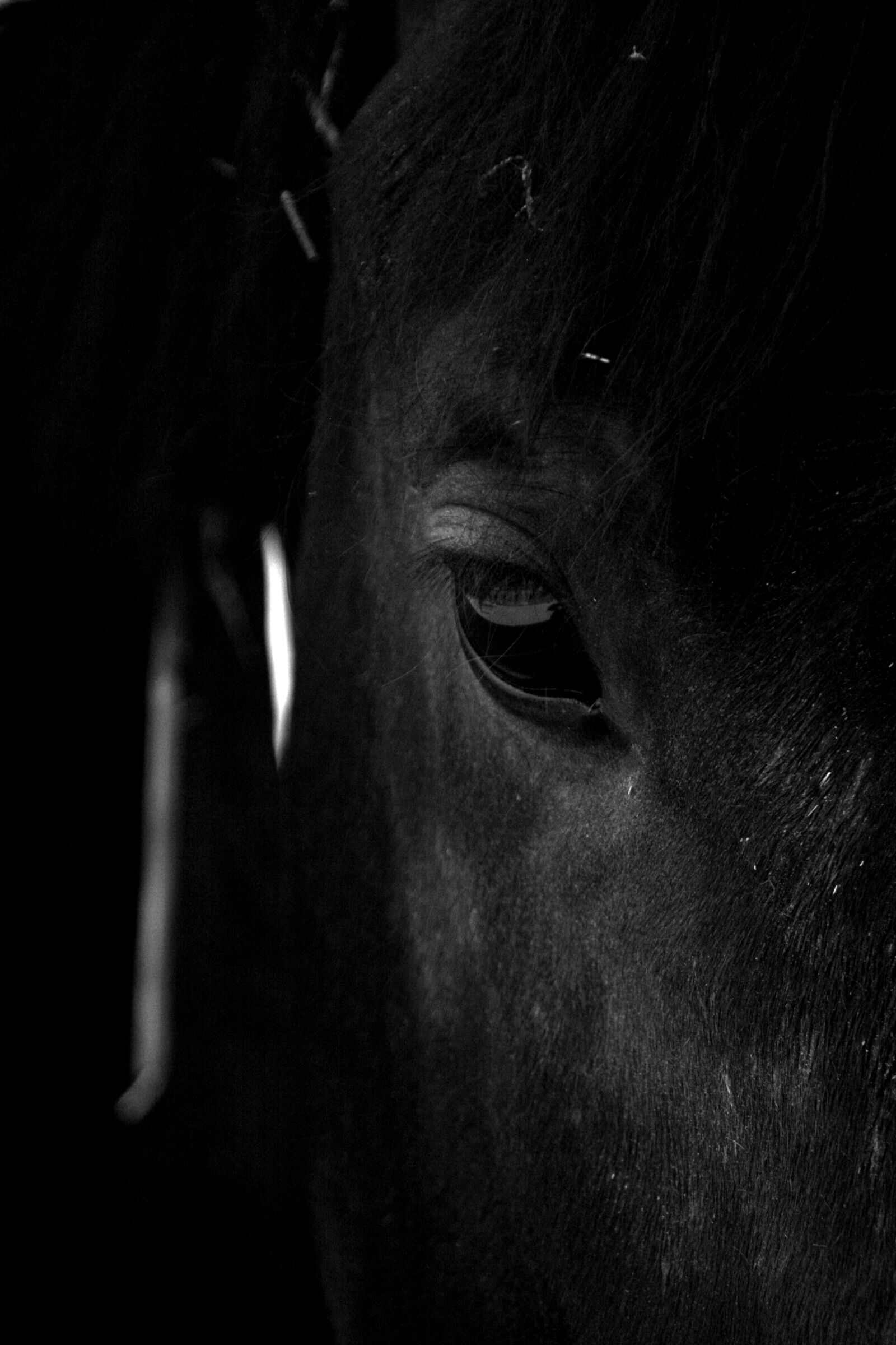 Canon EOS 400D (EOS Digital Rebel XTi / EOS Kiss Digital X) sample photo. Horse, stallion, animal photography