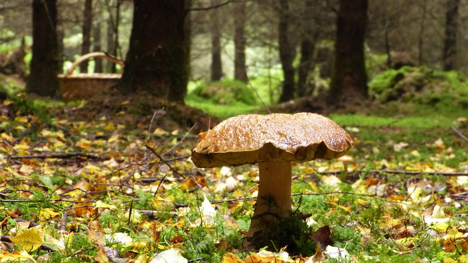 Panasonic Lumix DMC-FZ150 sample photo. Forest, autumn, cep photography