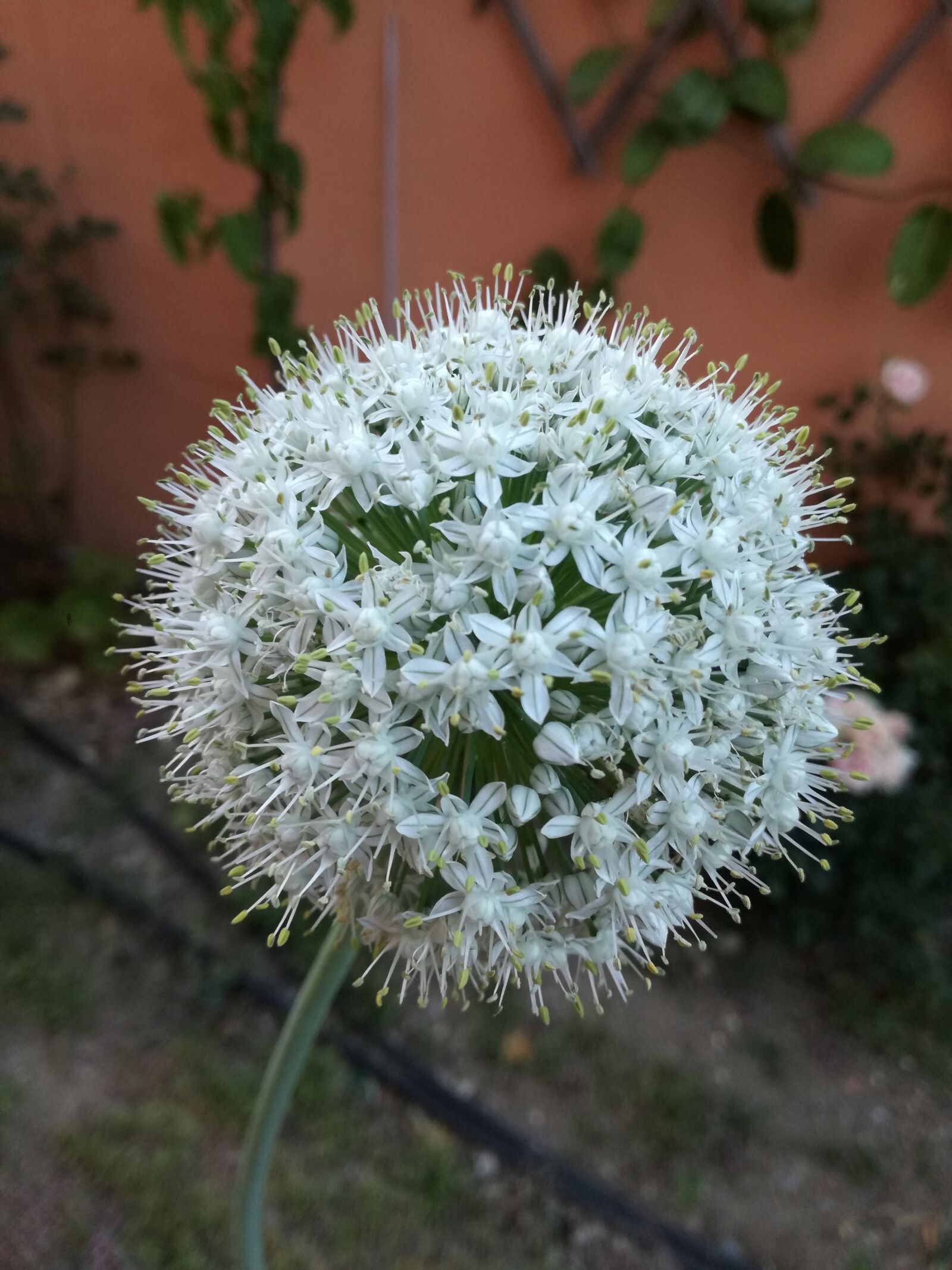 HUAWEI P9 LITE sample photo. Flower, garden, nature photography