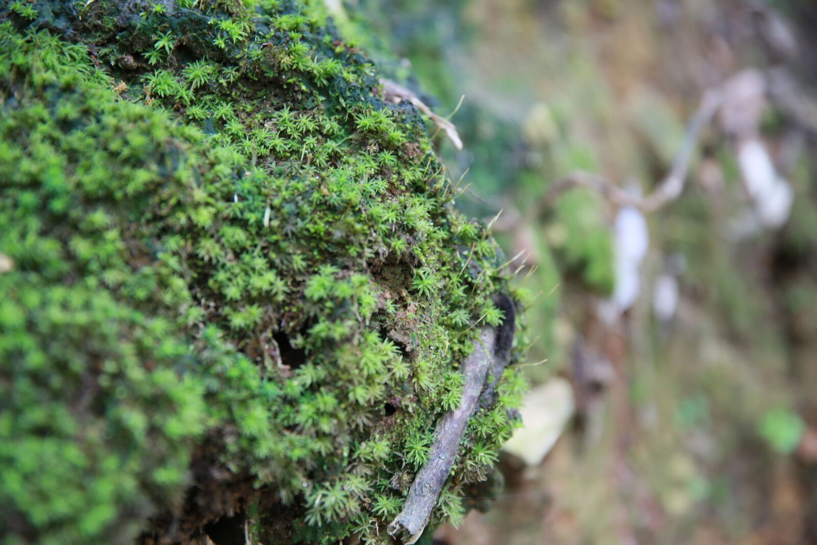 Canon EF 24-70mm F2.8L II USM sample photo. Moss, stone, the scenery photography