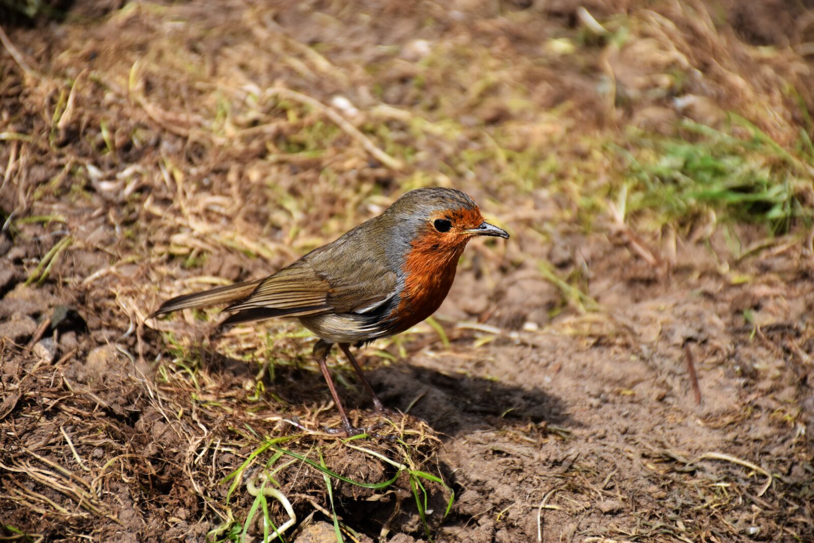 Nikon D7200 sample photo. Robin, redbreast, bird photography