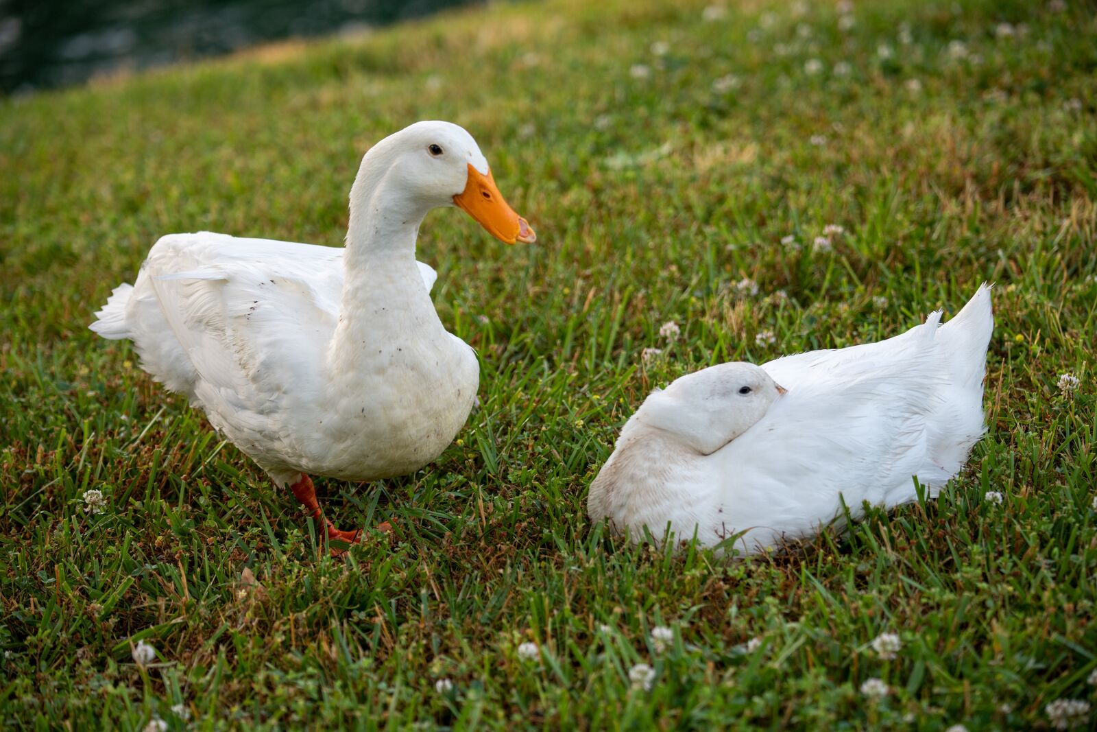Nikon D850 sample photo. Ducks, pekin, pekin duck photography