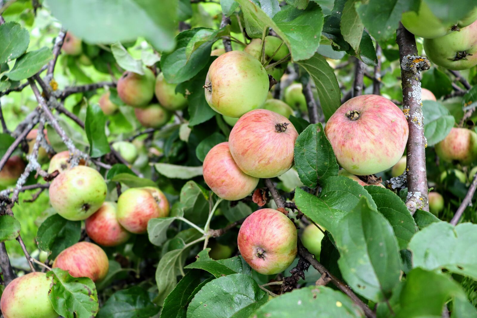 Свердловские сорта яблонь летнего созревания