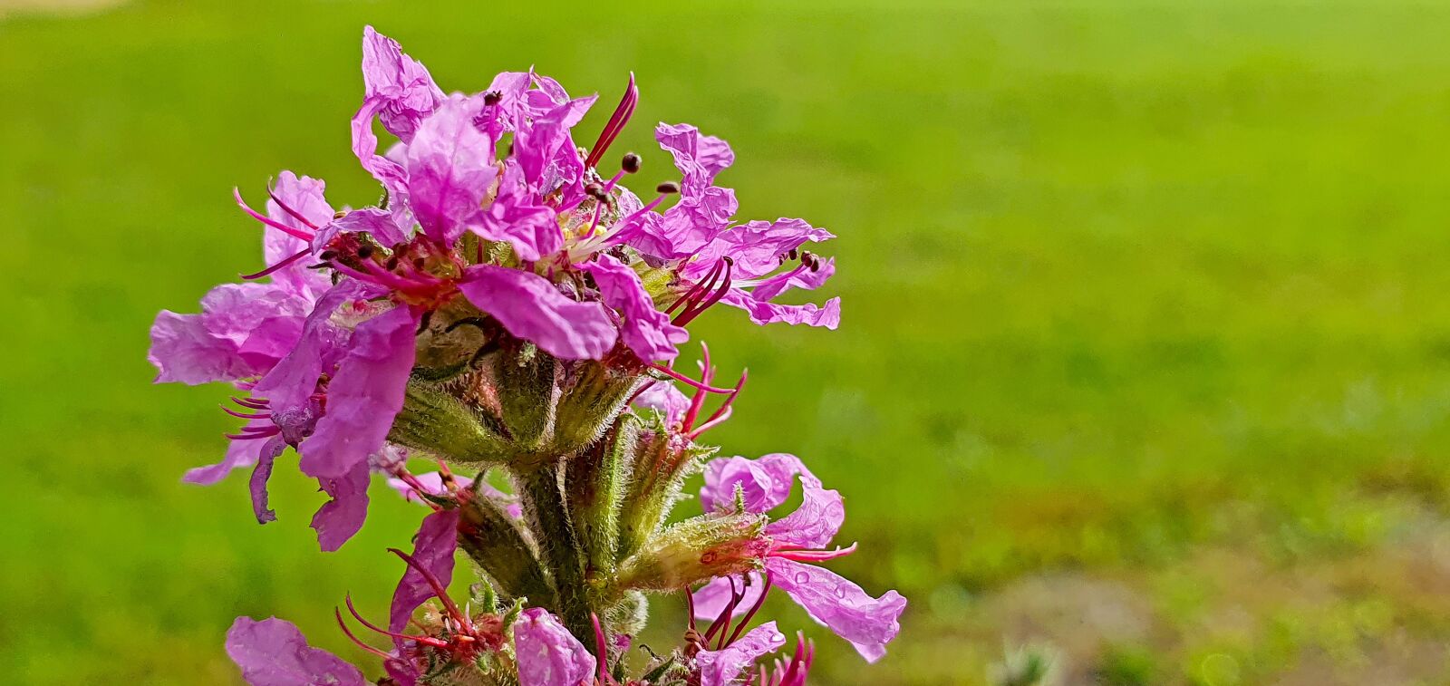 Samsung Galaxy S10e sample photo. Flower, nature, purple photography
