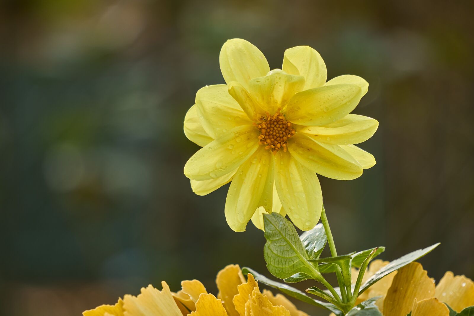 Sony E 55-210mm F4.5-6.3 OSS sample photo. Dahlia, blossom, bloom photography
