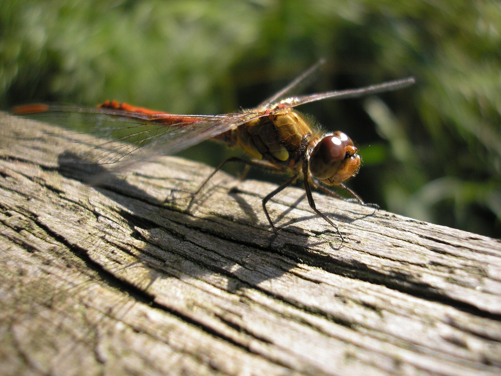 Olympus D595Z,C500Z sample photo. Bug, dragonfly, eyes photography