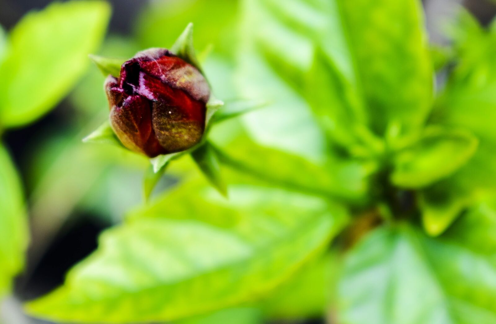 Nikon D3400 sample photo. Flora, beautiful, floral photography