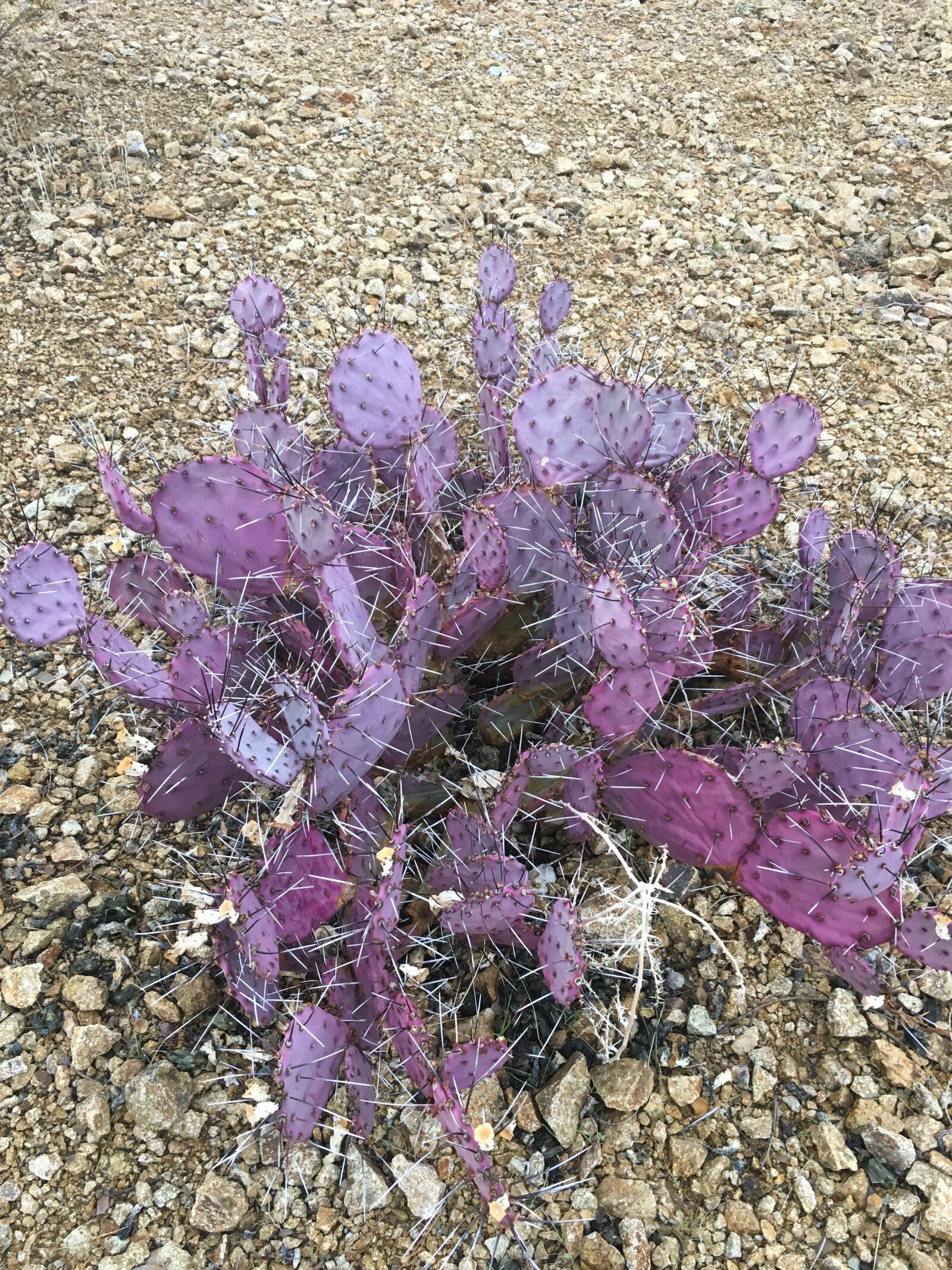 Apple iPhone 6s sample photo. Nv, purple, cactus photography