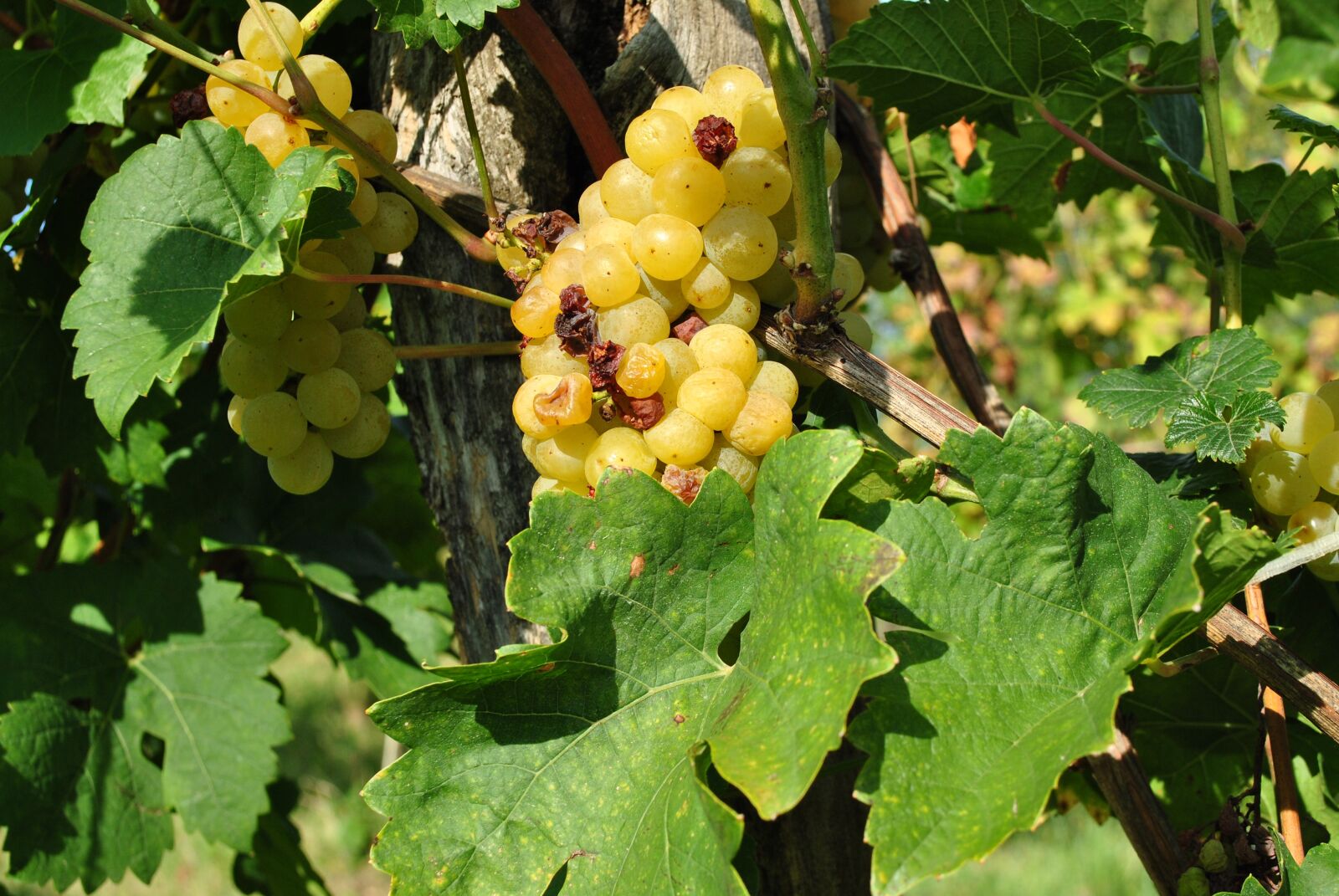 Nikon D3000 sample photo. Grape, kali-pool, viticulture photography
