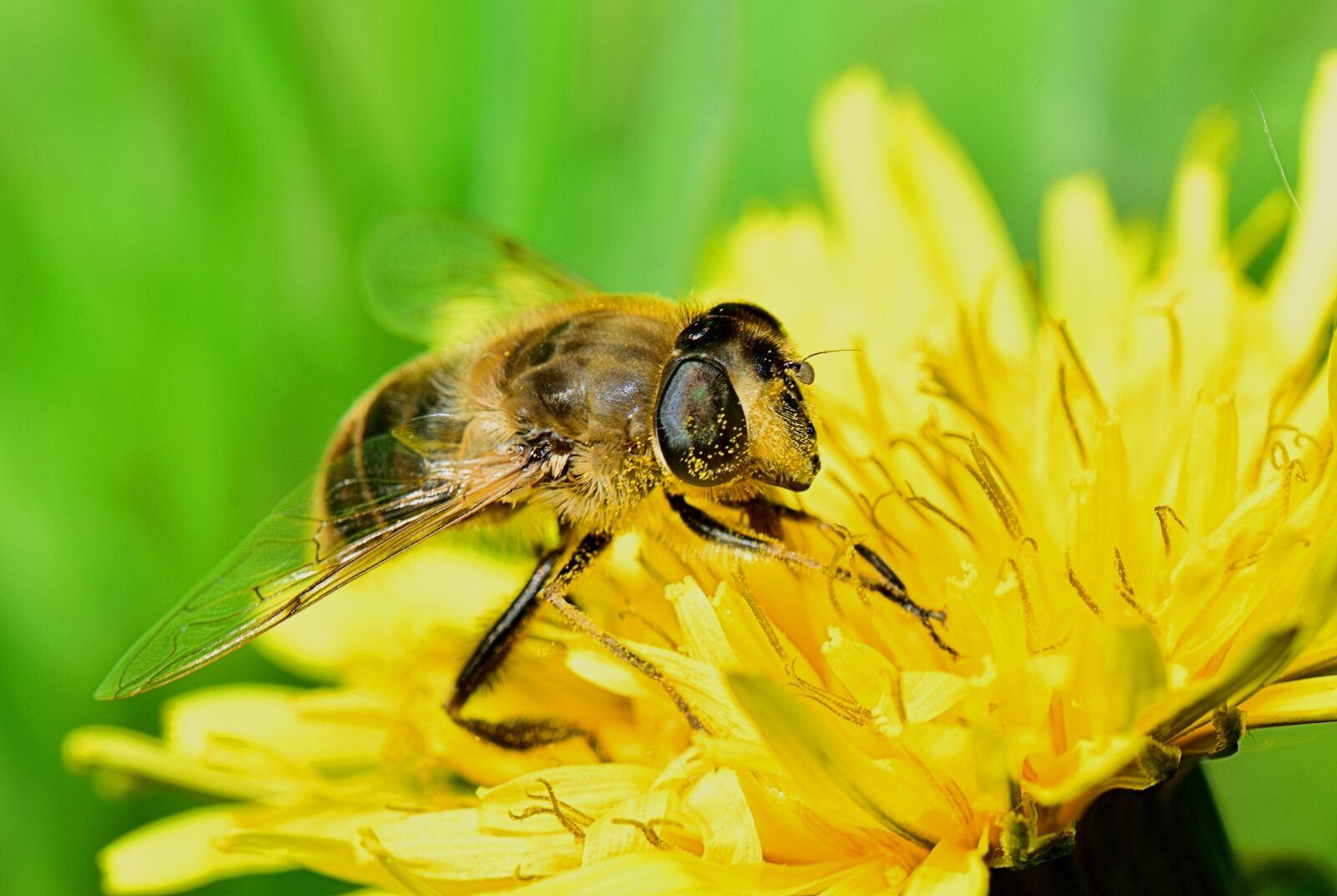 Nikon D5300 sample photo. Bee, flower, insect photography