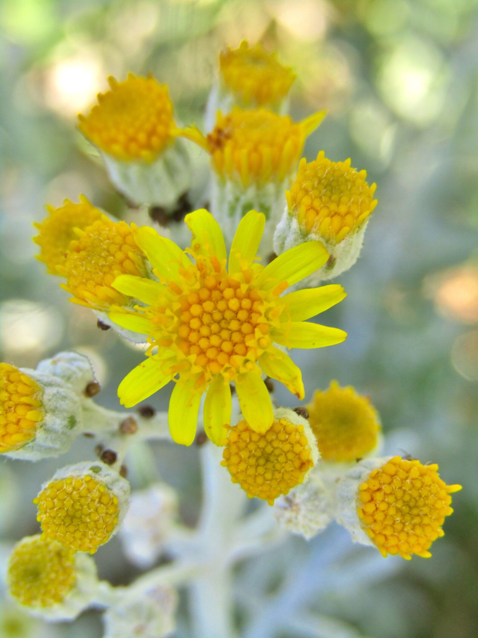 Canon POWERSHOT SX432 IS sample photo. Jacobs groundsel, blossom, bloom photography