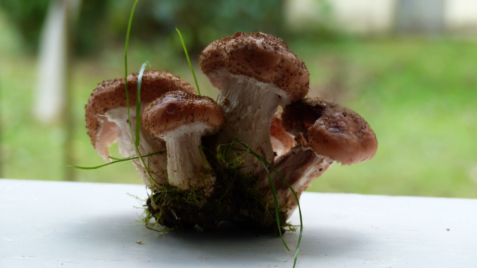 Panasonic Lumix DMC-FZ200 sample photo. Mushrooms, rodinka, found photography