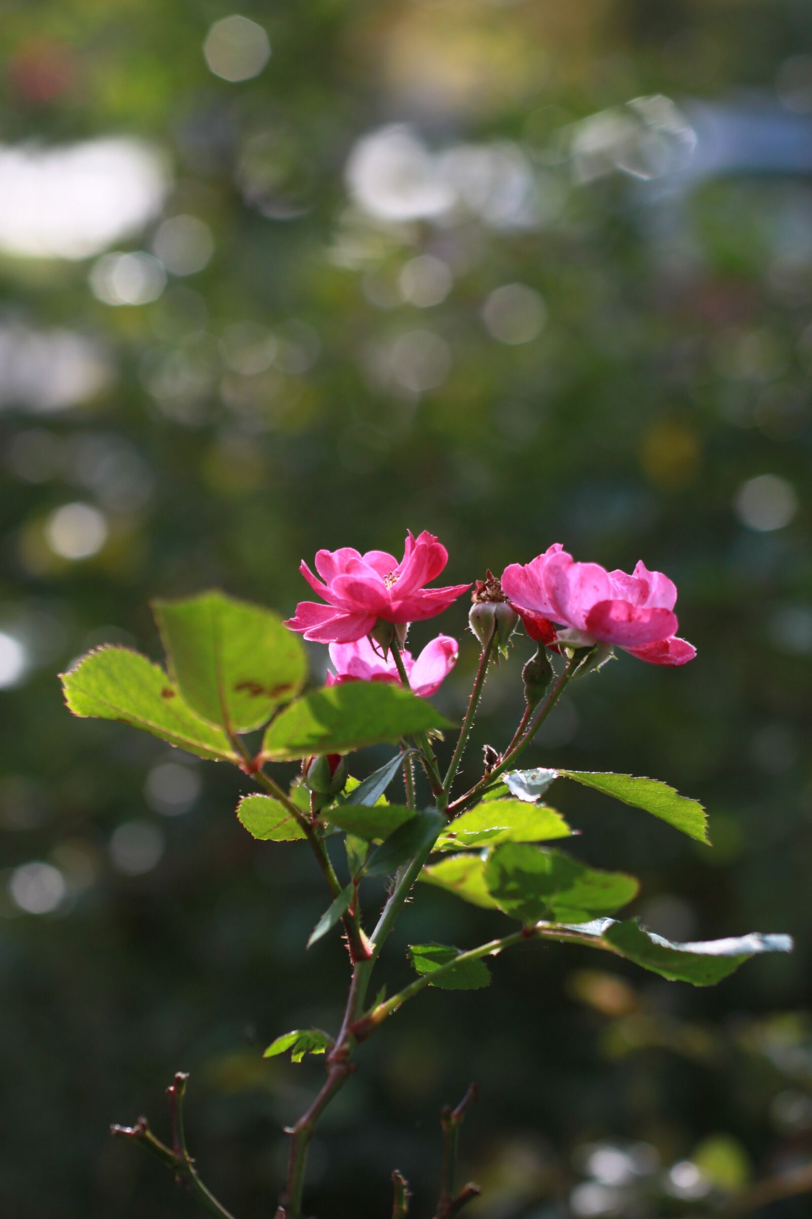 Canon EOS 500D (EOS Rebel T1i / EOS Kiss X3) sample photo. Flowers, wildflower, fall flowers photography