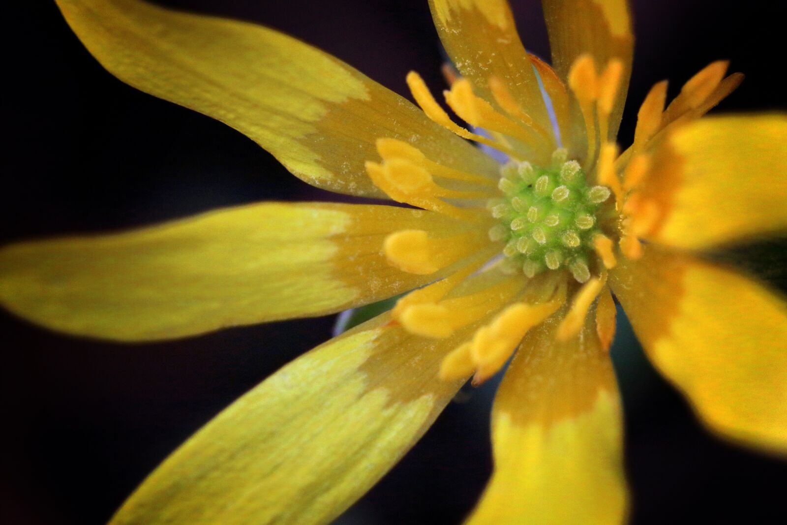 Canon EOS 80D sample photo. Lesser celandine, flower, spring photography