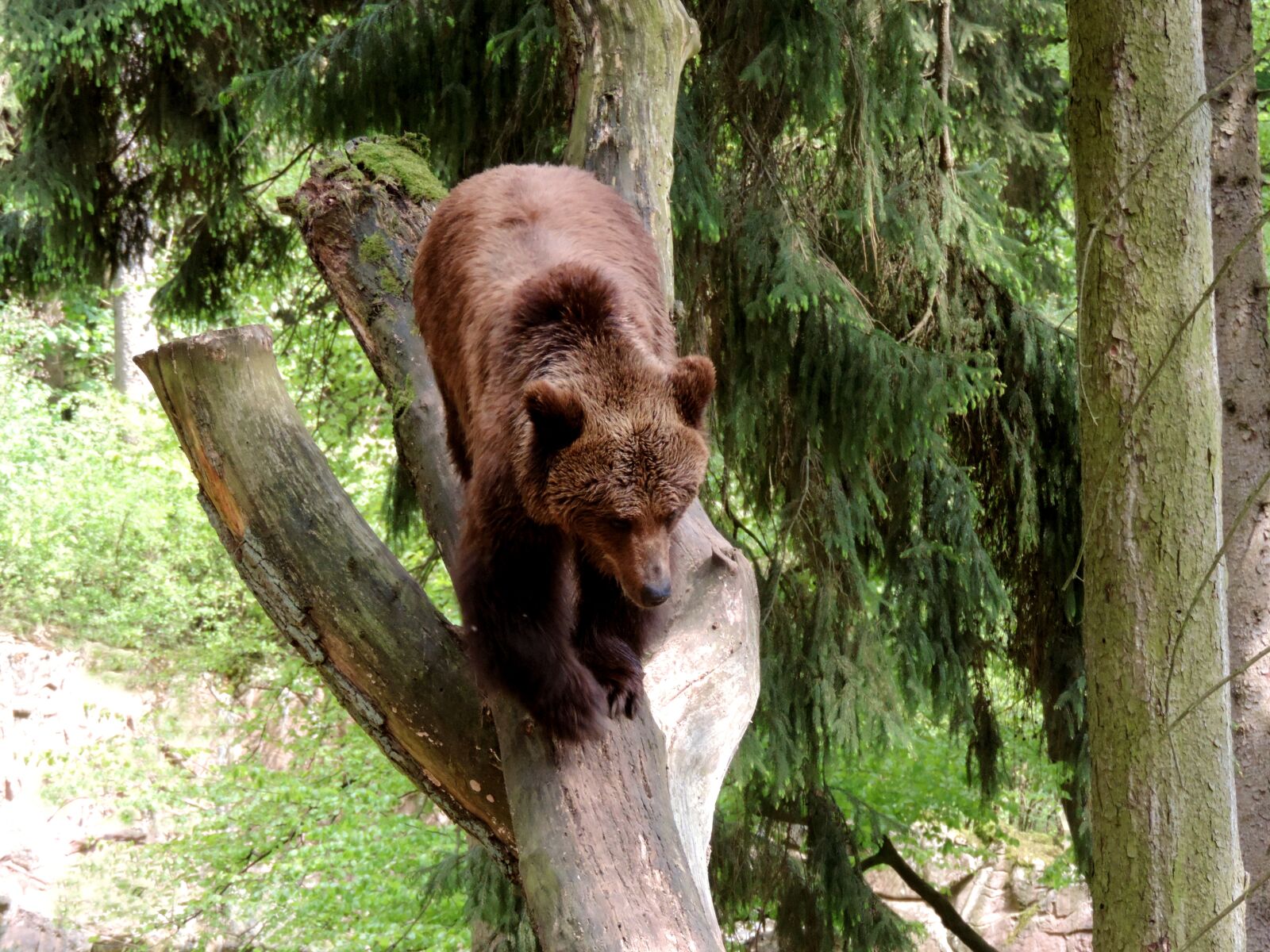 Nikon Coolpix P520 sample photo. Brown bear, bear, mammal photography